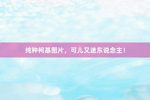 纯种柯基图片，可儿又迷东说念主！